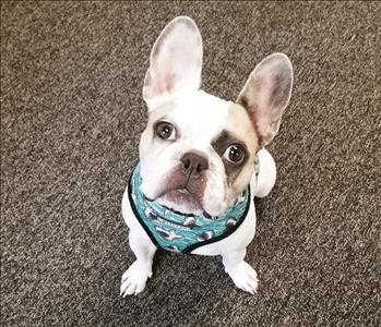 SERVPRO of Santee and Lakeside company work dog of instagram french bulldog