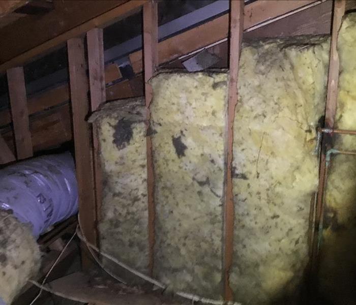Roof leak or moisture in attic causes mold to grow in insulation in a residential home in Santee or Lakeside, San Diego
